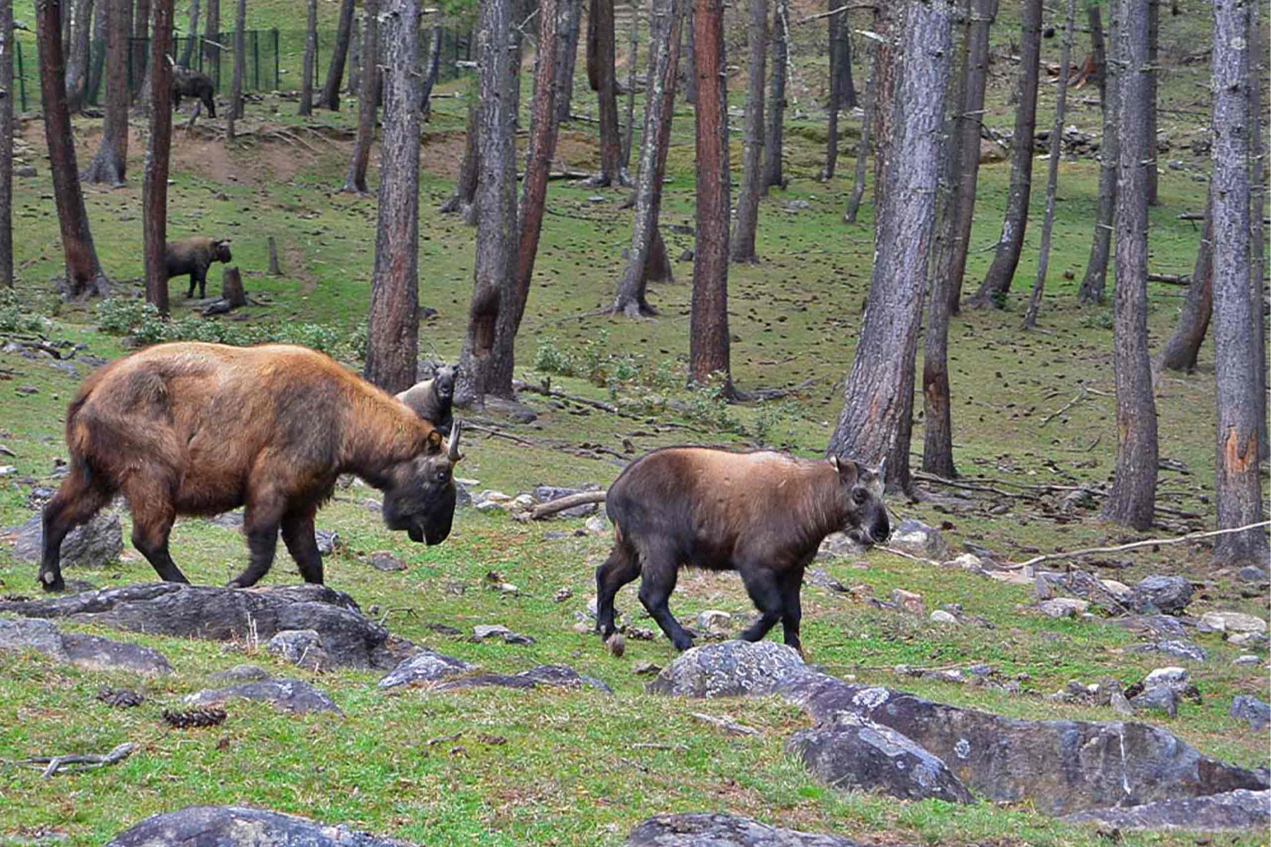 Motithang Takin Preserve